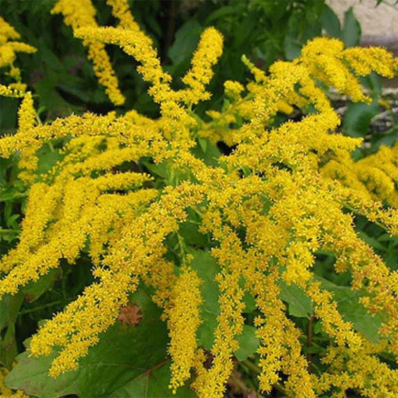 Solidago canadensis Gold King - Canadese guldenroede (Bloei)