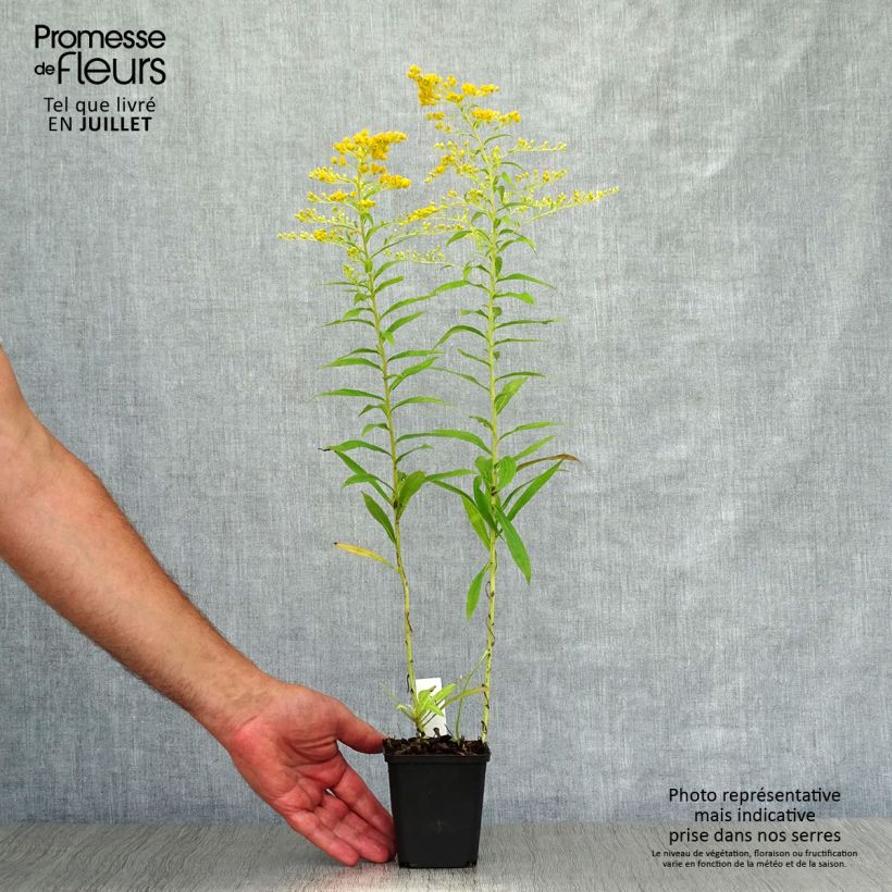 Exemplaar van Solidago Golden Mosa - Guldenroede Kweekpotje van 8/9 cm zoals geleverd in de zomer