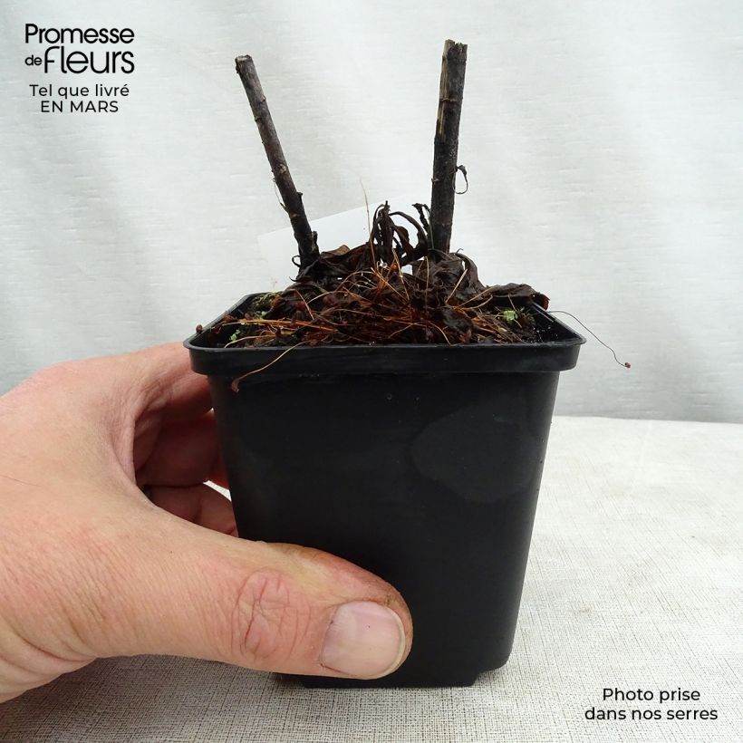 Exemplaar van Solidago Spatgold - Guldenroede Kweekpotje van 8/9 cm zoals geleverd in de lente