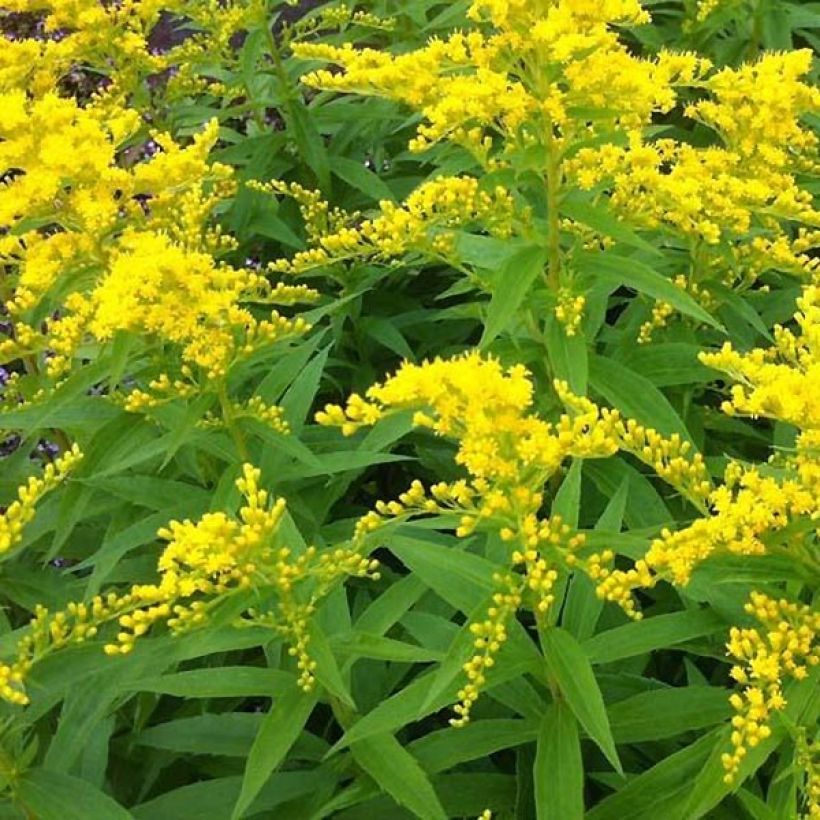Guldenroede Strahlenkrone - Solidago (Blad)