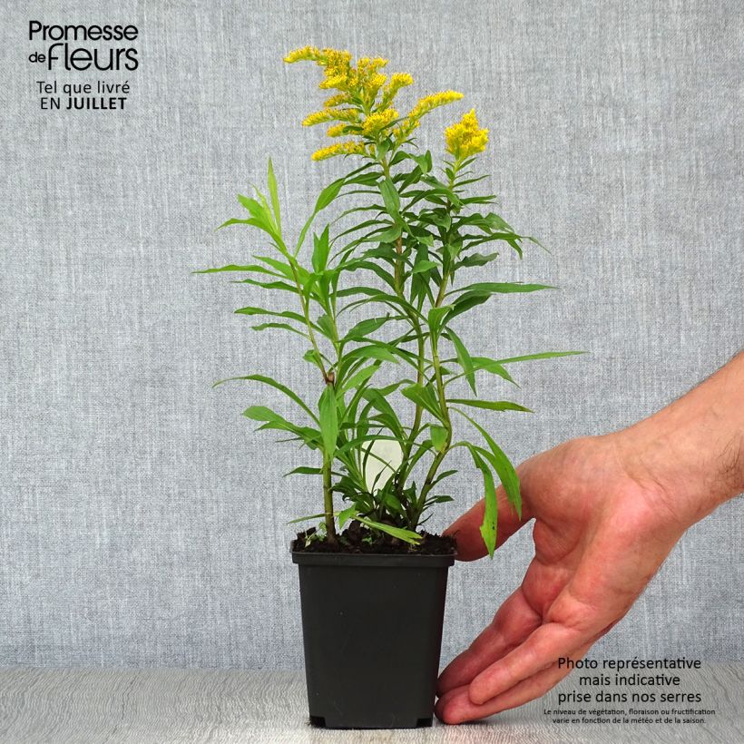 Exemplaar van Guldenroede Strahlenkrone - Solidago Kweekpotje van 8/9 cm zoals geleverd in de zomer