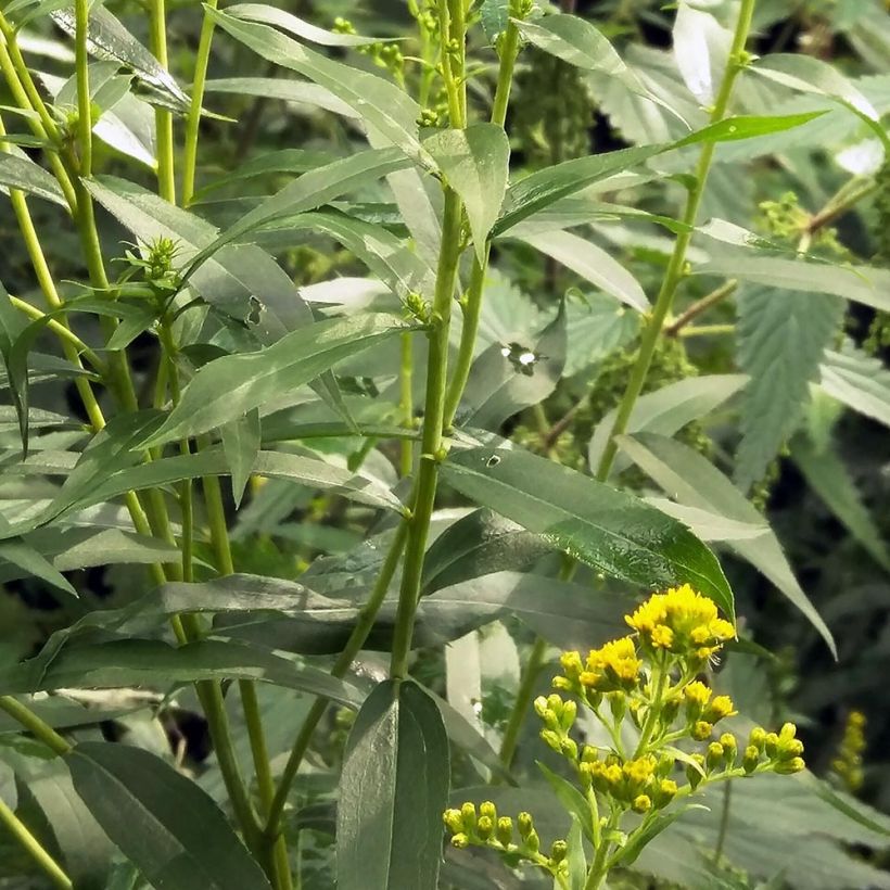 Solidago canadensis - Canadese guldenroede (Blad)