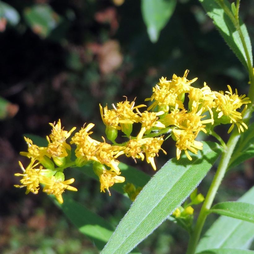 Solidago canadensis - Canadese guldenroede (Bloei)