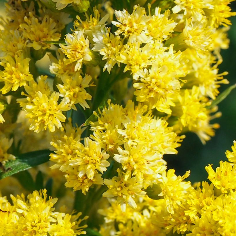 Solidago canadensis Golden Baby - Canadese guldenroede (Bloei)