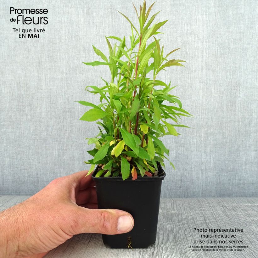Exemplaar van Solidago canadensis Golden Baby - Canadese guldenroede Kweekpotje van 8/9 cm zoals geleverd in de lente
