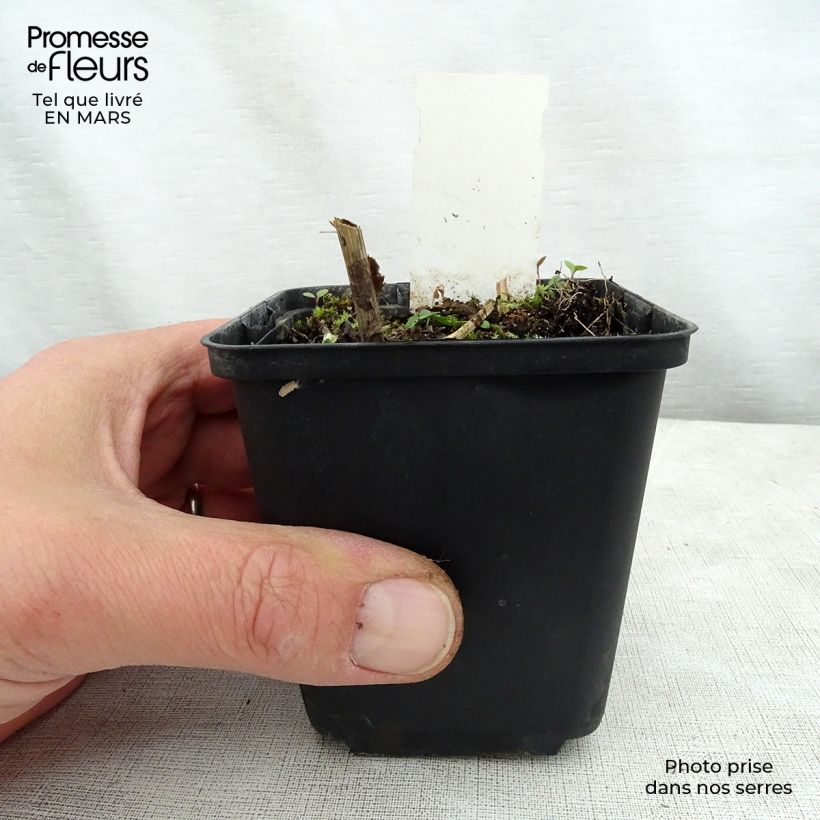 Exemplaar van Solidago flexicaulis Variegata - Guldenroede Kweekpotje van 8/9 cm zoals geleverd in de lente