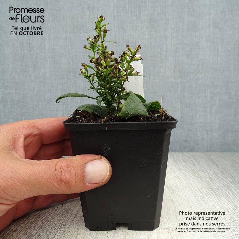 Exemplaar van Solidago flexicaulis Variegata - Guldenroede Kweekpotje van 8/9 cm zoals geleverd in de herfst