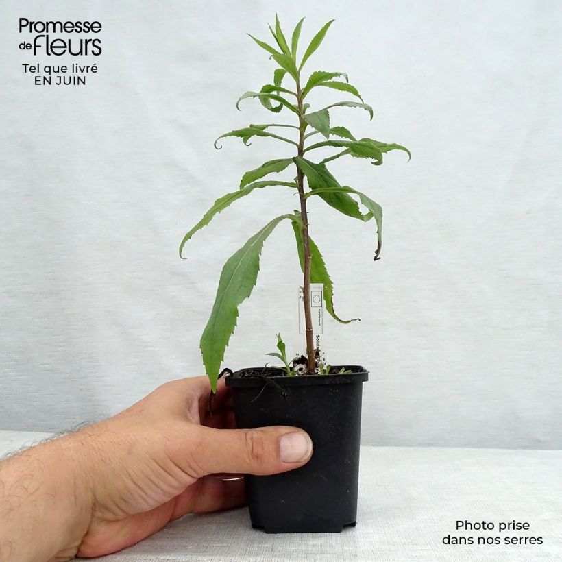 Exemplaar van Solidago Ducky - Guldenroede Kweekpotje van 8/9 cm zoals geleverd in de zomer