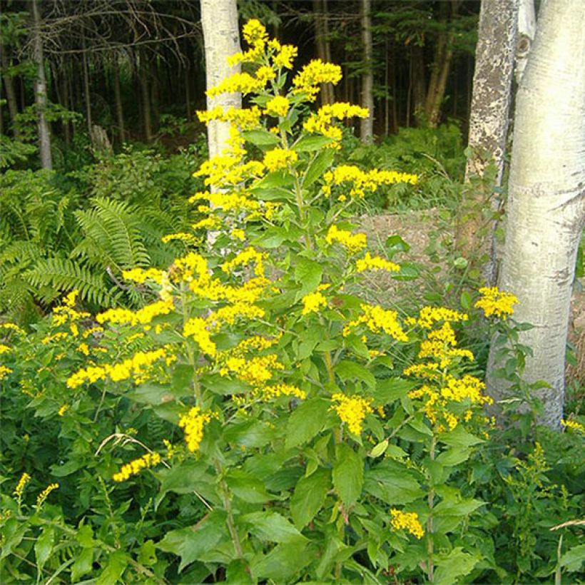 Solidago rugosa - Guldenroede (Bloei)