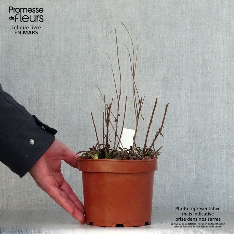 Exemplaar van Solidago rugosa Fireworks - Guldenroede Pot van 2 l/3 l zoals geleverd in de lente