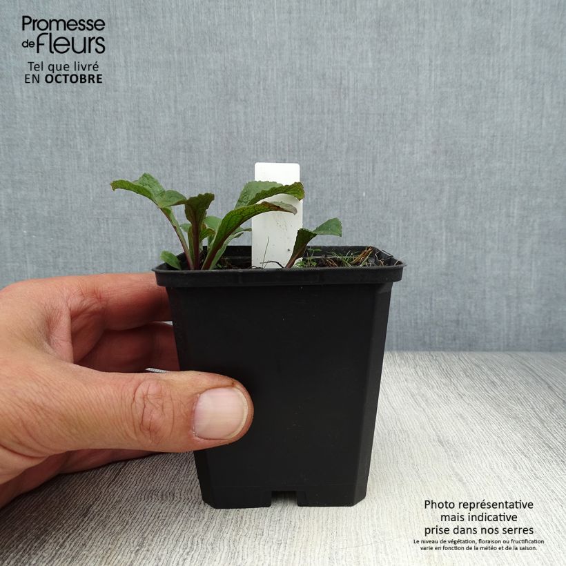 Exemplaar van Solidago rugosa - Guldenroede Kweekpotje van 8/9 cm zoals geleverd in de herfst
