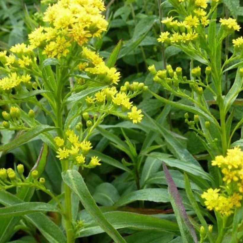 Solidago sempervirens Goldene Wellen - Guldenroede (Bloei)