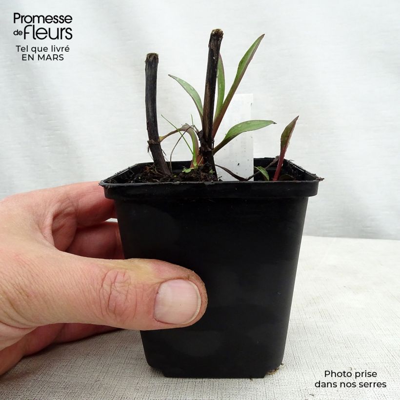 Exemplaar van Solidago sempervirens Goldene Wellen - Guldenroede Kweekpotje van 8/9 cm zoals geleverd in de lente