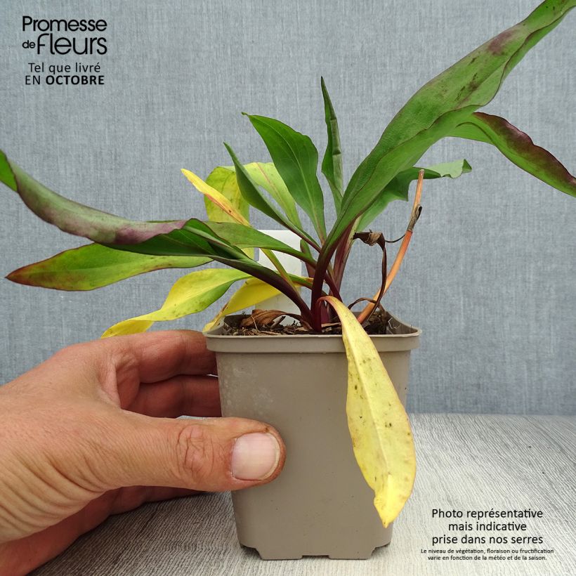Exemplaar van Solidago sempervirens Goldene Wellen - Guldenroede Kweekpotje van 8/9 cm zoals geleverd in de herfst