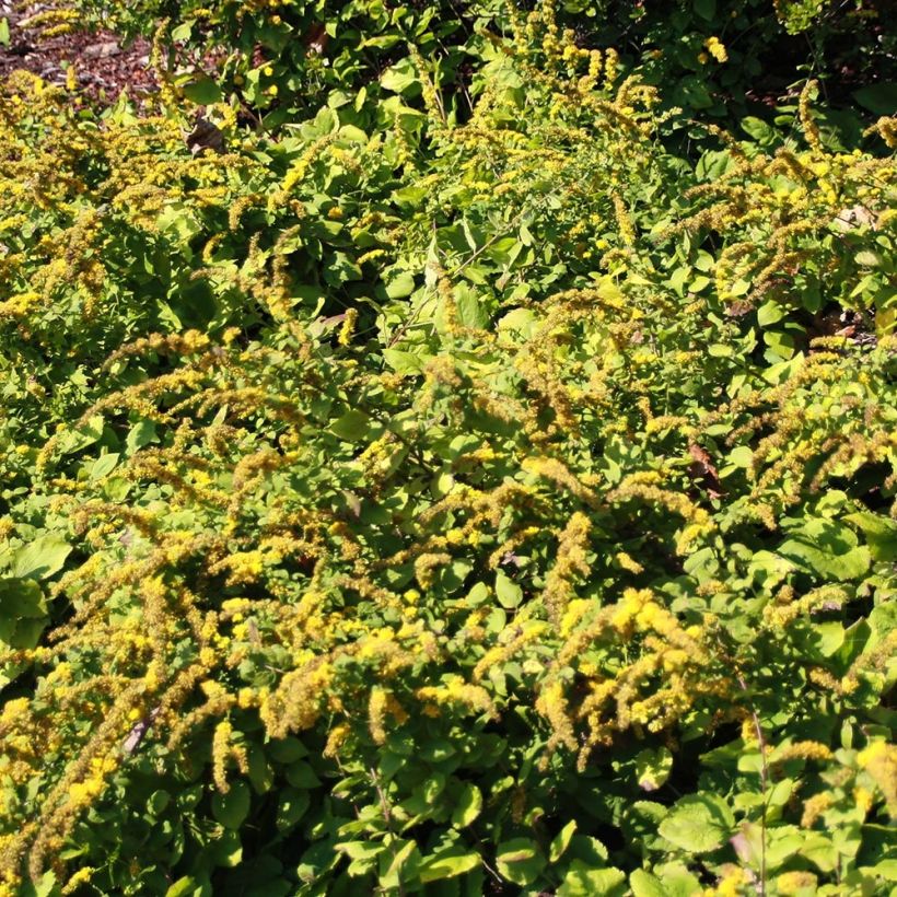 Solidago sphacelata Golden Fleece - Guldenroede (Groeiplaats)