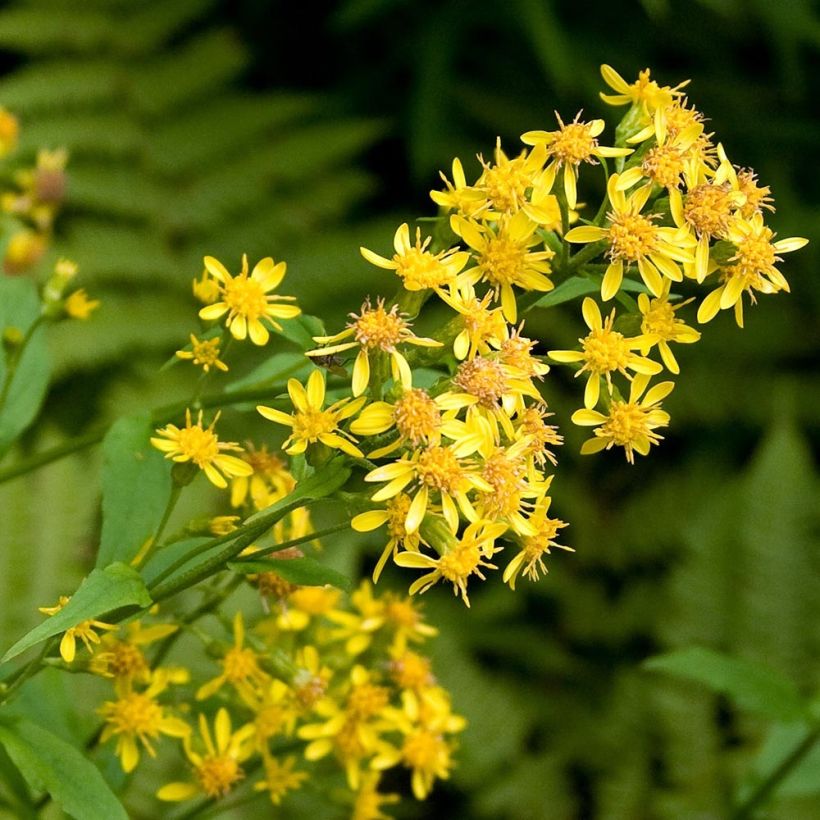 Solidago virgaurea - Echte guldenroede (Bloei)