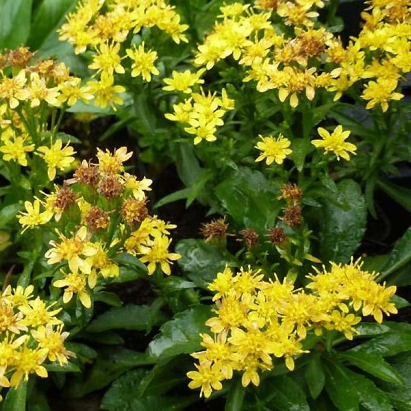 Solidago virgaurea Minutissima - Guldenroede (Bloei)