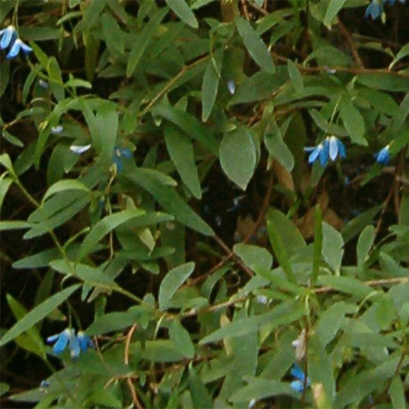Sollya heterophylla - blauwe klimplant (Blad)