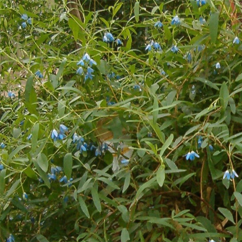 Sollya heterophylla - blauwe klimplant (Bloei)