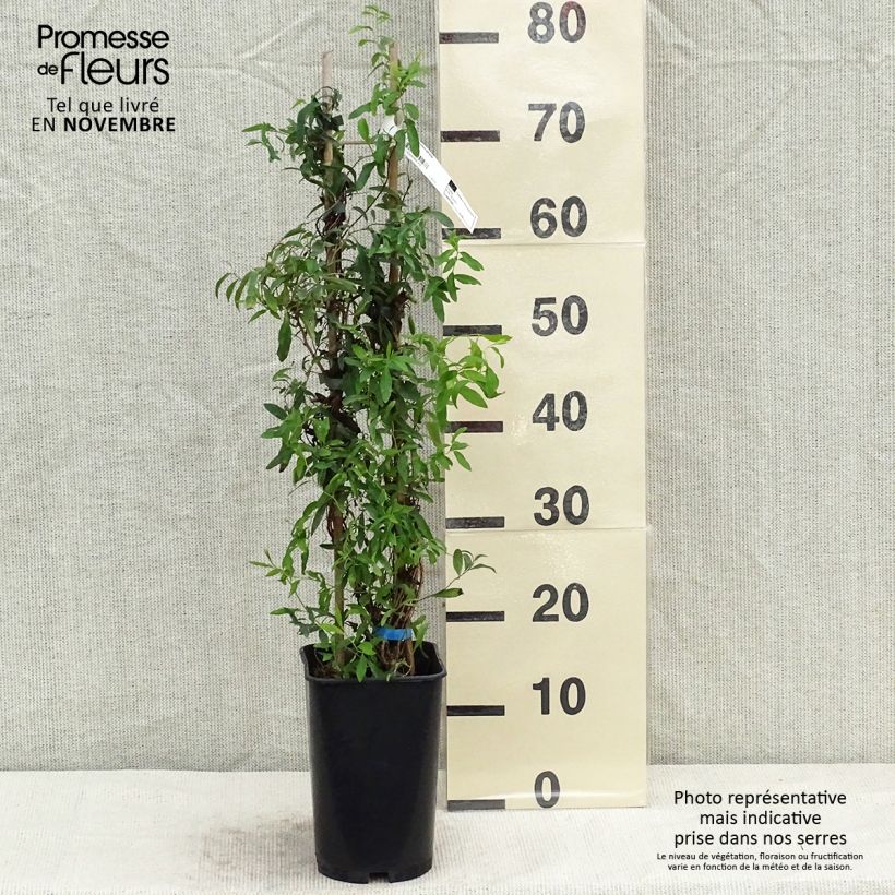 Exemplaar van Sollya heterophylla - blauwe klimplant Pot van 3 l/4 l zoals geleverd in de herfst