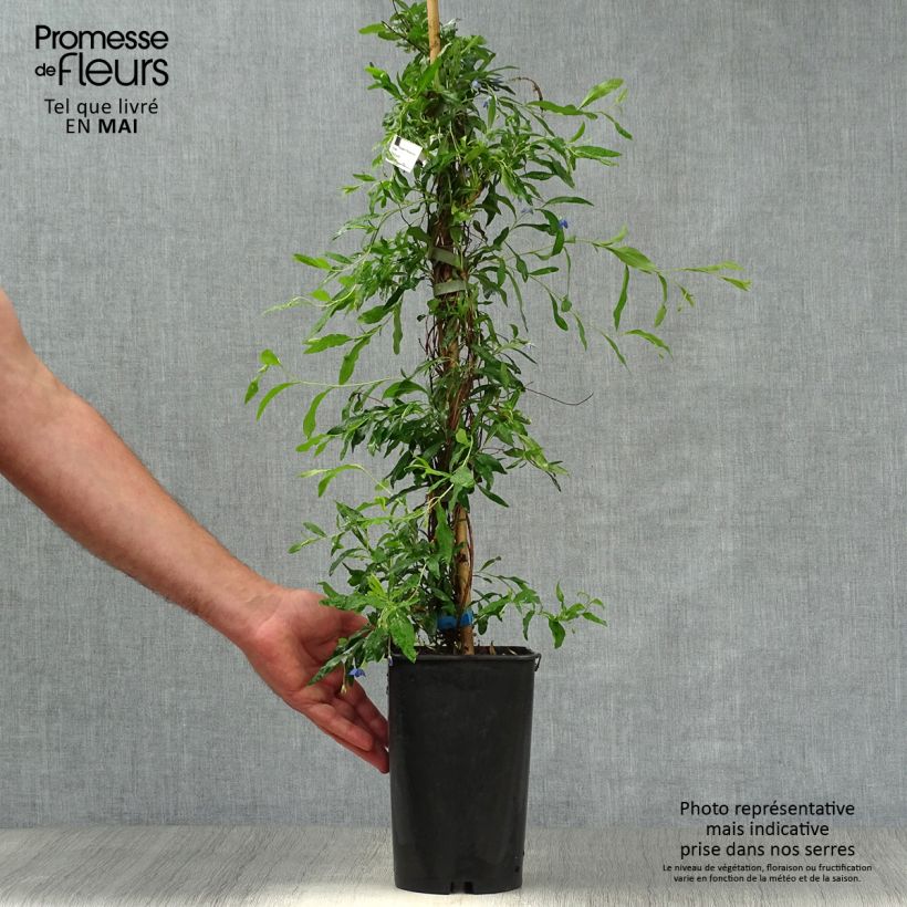 Exemplaar van Sollya heterophylla - blauwe klimplant Pot van 3 l/4 l zoals geleverd in de lente