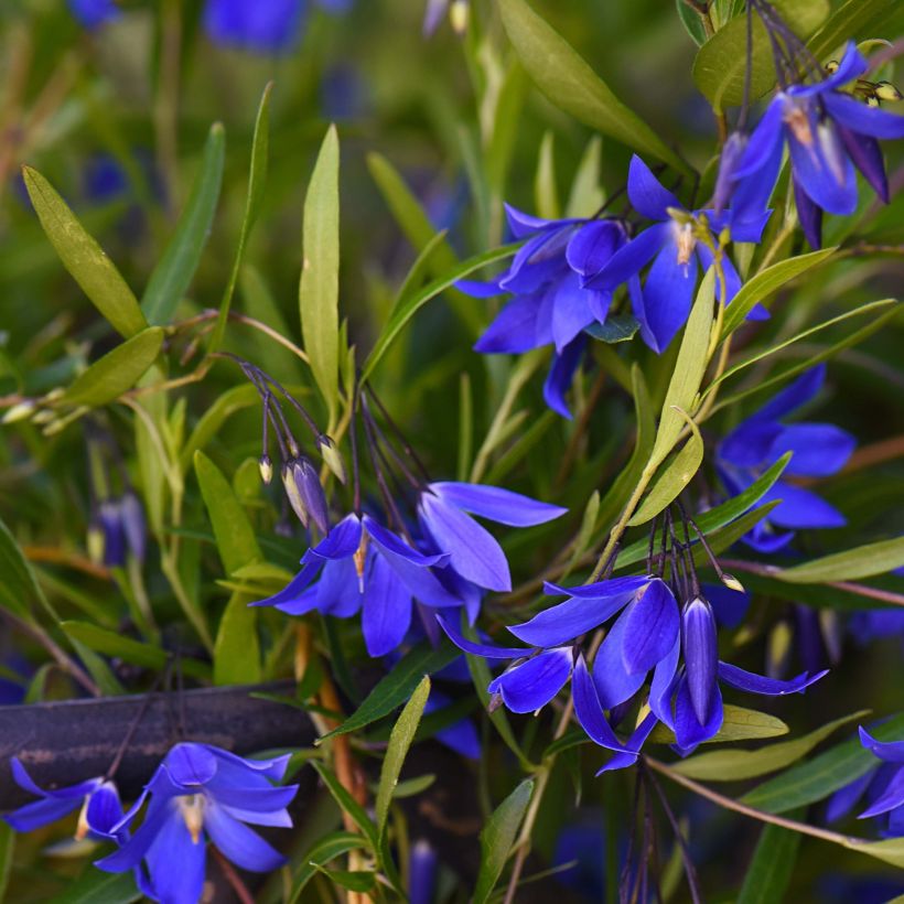 Sollya heterophylla Ultra Blue (Bloei)