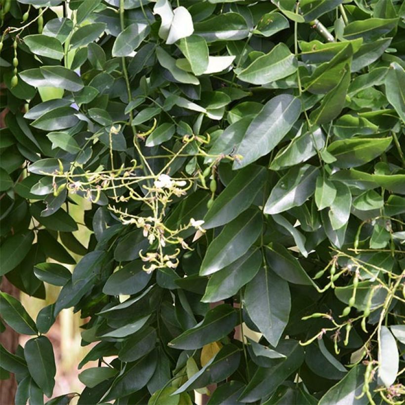 Sophora japonica Pendula - Honingboom (Blad)
