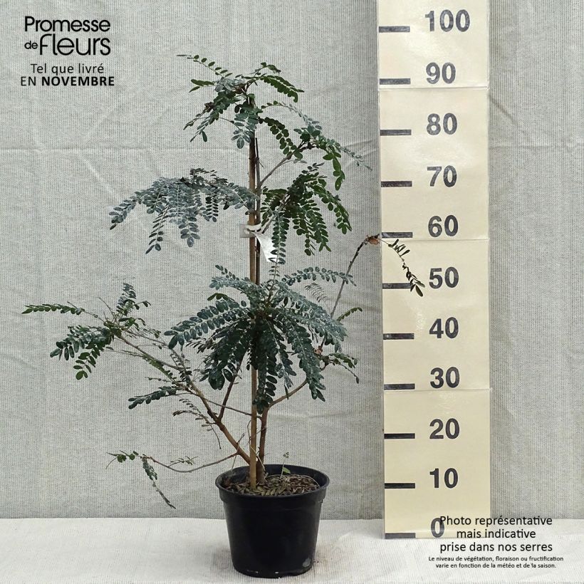 Exemplaar van Sophora microphylla Sun King - Honingboom Pot van 2 l/3 l zoals geleverd in de herfst
