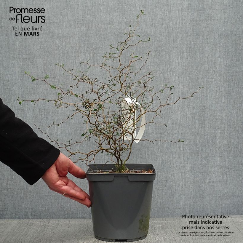 Example of Sophora prostrata Little Baby - Dwerghoningboom Pot van 3 l/4 l as you get in printemps