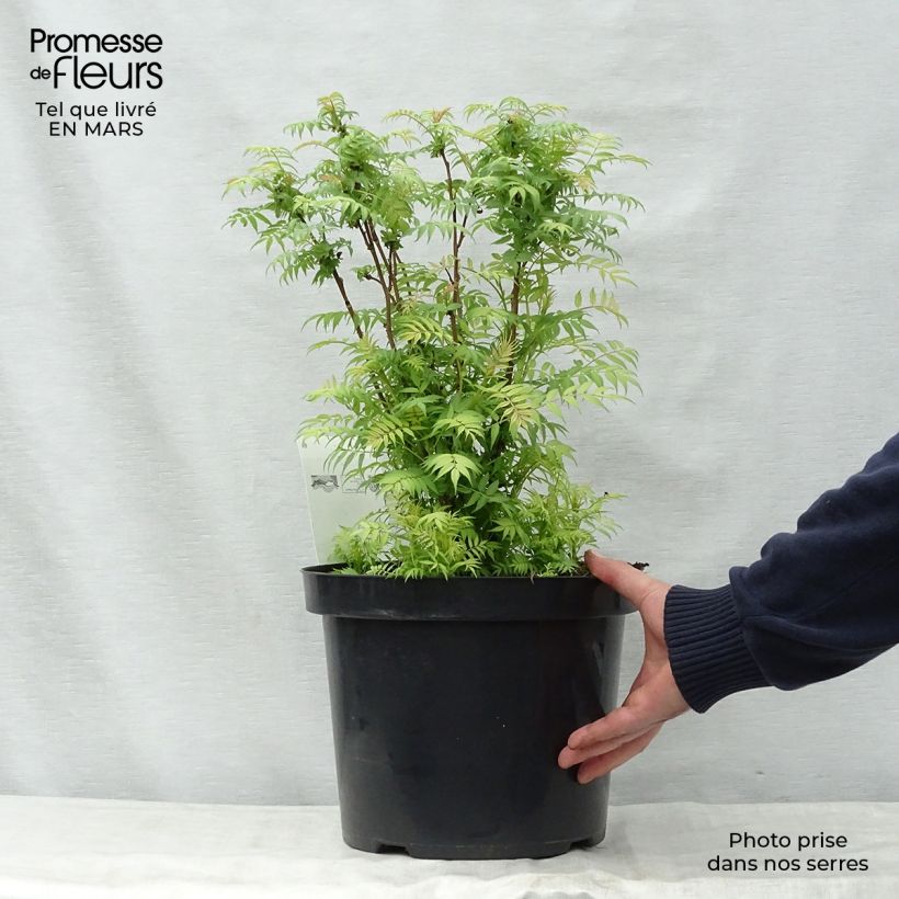 Exemplaar van Sorbaria sorbifolia Sem - Lijsterbesspirea Pot van 7,5 l/10 l zoals geleverd in de lente