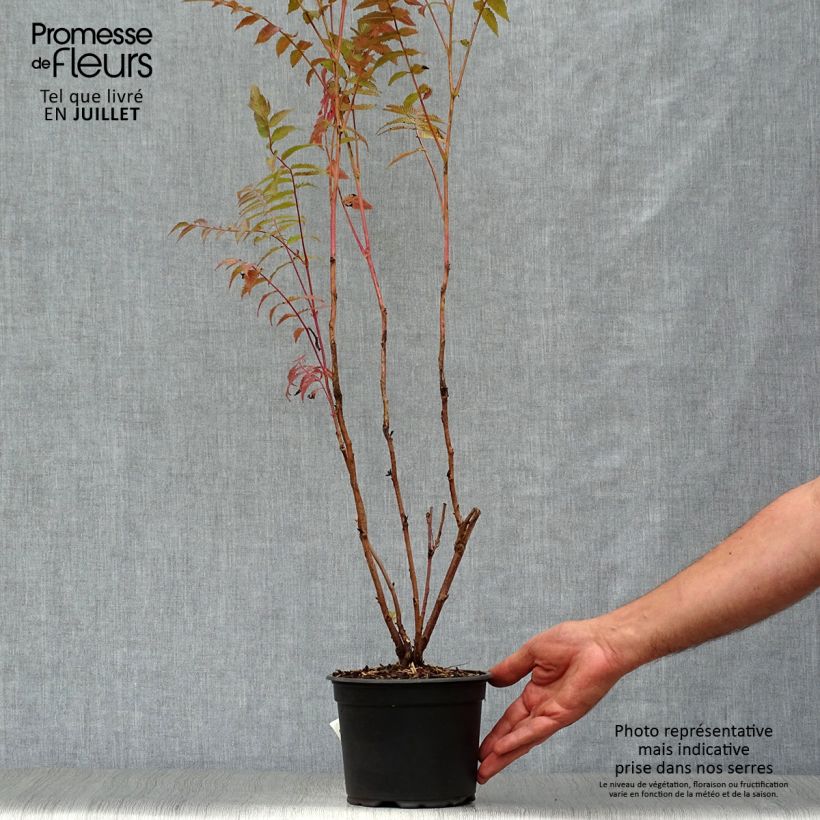 Exemplaar van Sorbaria sorbifolia - Lijsterbesspirea Pot van 2 l/3 l zoals geleverd in de zomer