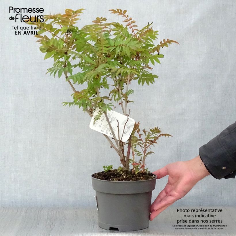 Exemplaar van Sorbaria sorbifolia - Lijsterbesspirea Pot van 2 l/3 l zoals geleverd in de lente