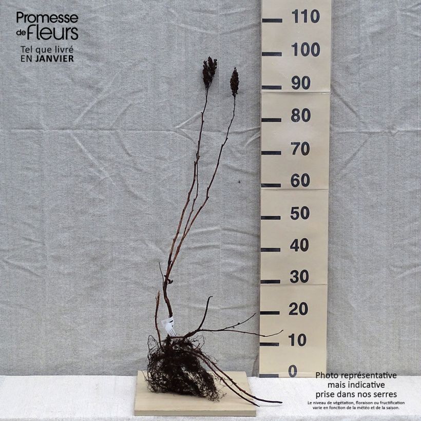 Exemplaar van Sorbaria sorbifolia - Lijsterbesspirea Naakte wortel zoals geleverd in de winter