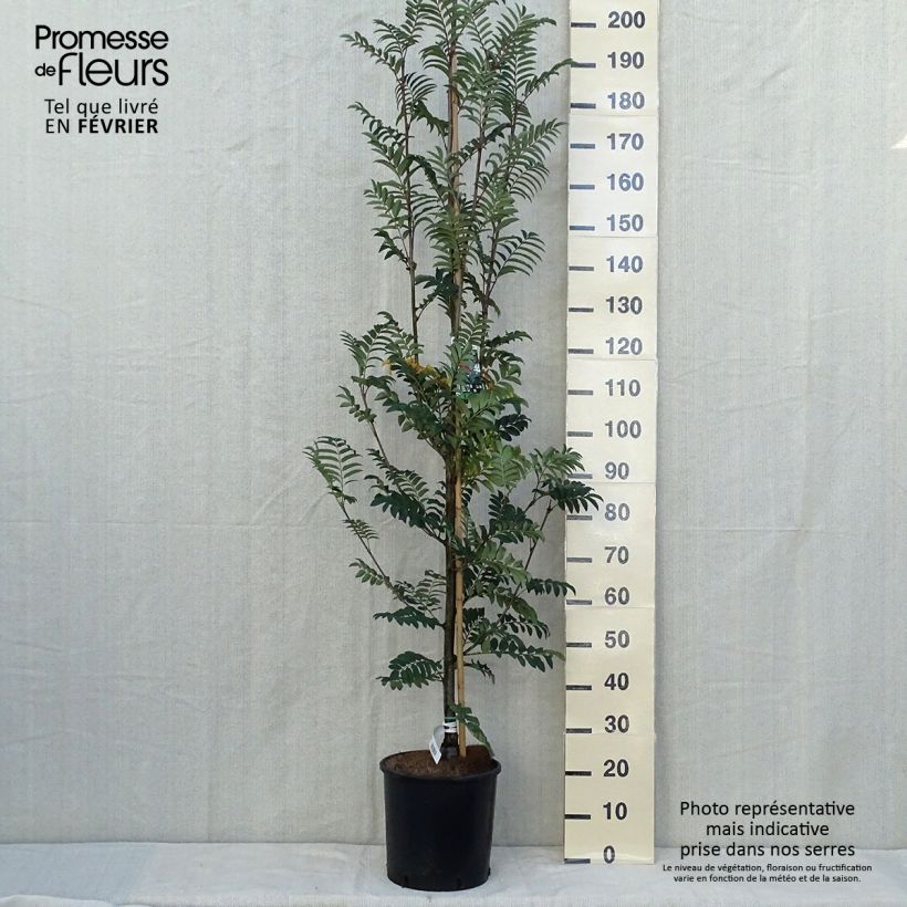 Exemplaar van Sorbus aucuparia Sheerwater Seedling - Wilde lijsterbes Pot van 12 l/15 l zoals geleverd in de herfst