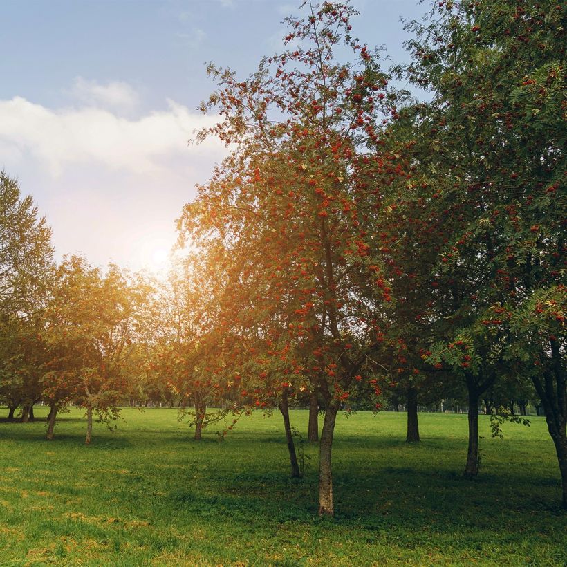 Sorbus aucuparia Sheerwater Seedling - Wilde lijsterbes (Groeiplaats)