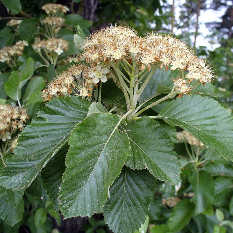 Sorbus aria - Meelbes (Bloei)