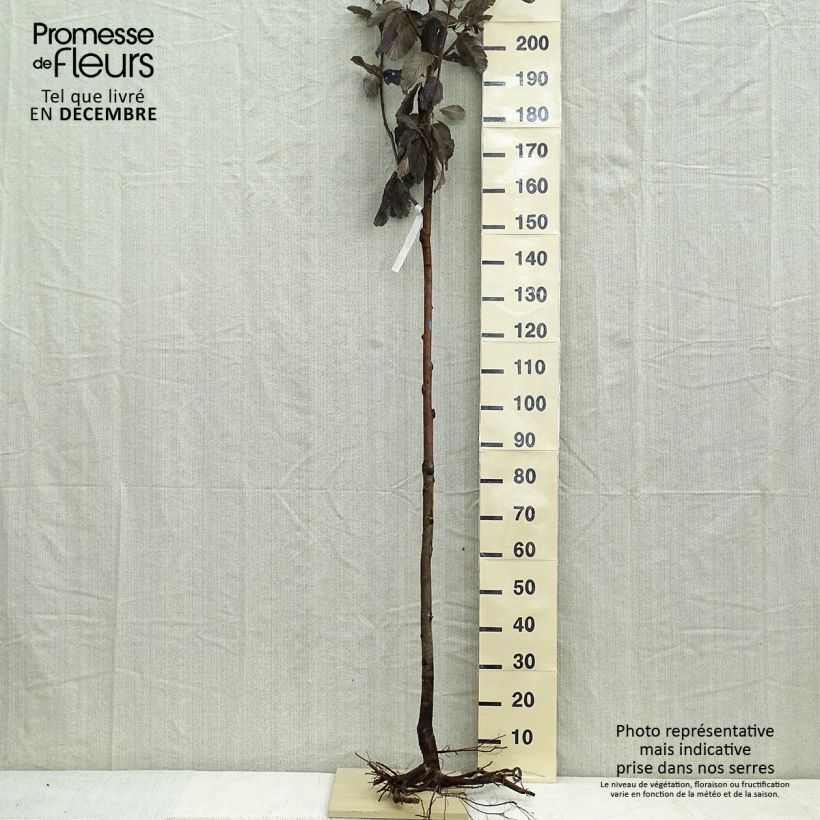 Exemplaar van Sorbus aria - Meelbes Naakte wortel, Stengel zoals geleverd in de winter