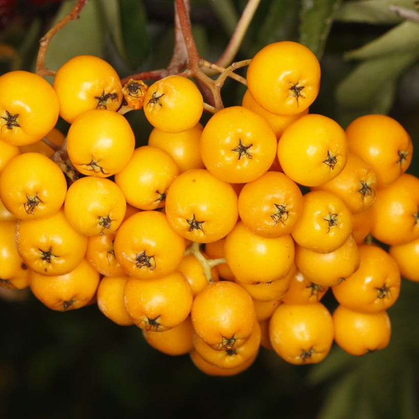 Sorbus Copper Glow - Lijsterbes (Oogst)