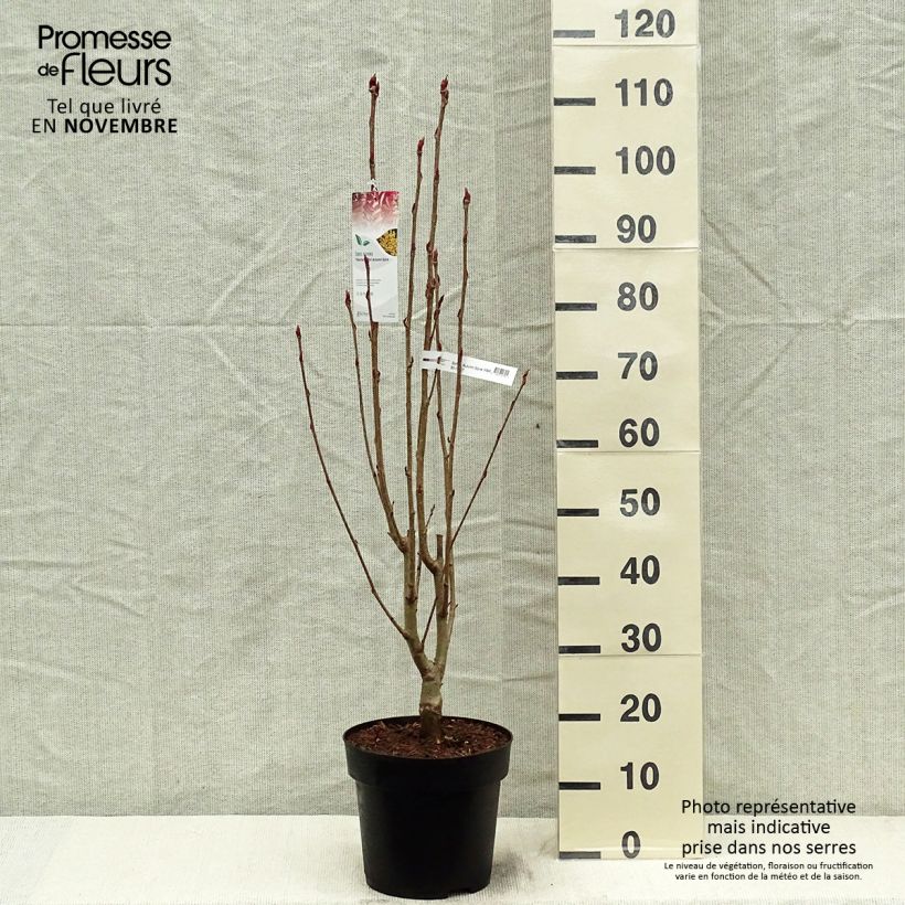 Exemplaar van Sorbus aucuparia Autumn Spire - Wilde lijsterbes Pot van 4 l/5 l zoals geleverd in de herfst