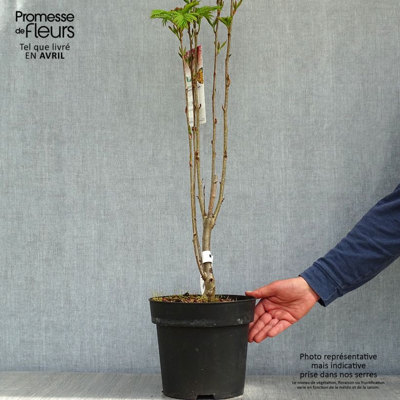 Example of Sorbus aucuparia Autumn Spire - Wilde lijsterbes Pot van 4 l/5 l as you get in printemps