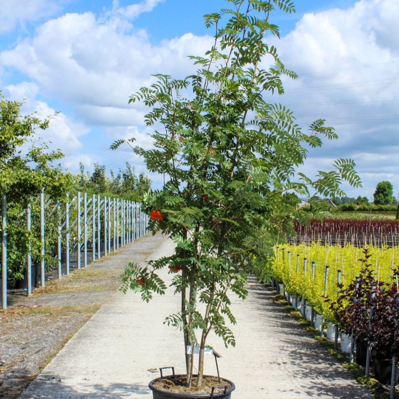 Exemplaar van Sorbus aucuparia - Wilde lijsterbes Pot van 70 l/75 l, Struikvormige boom zoals geleverd in de lente