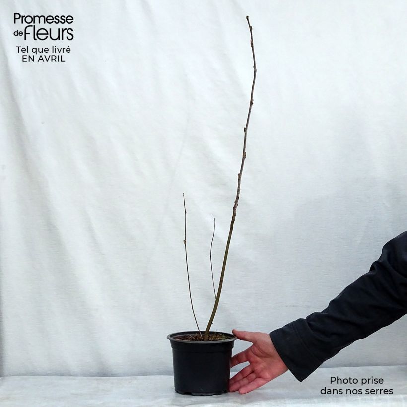 Exemplaar van Sorbus aucuparia - Wilde lijsterbes Pot van 2 l/3 l zoals geleverd in de lente