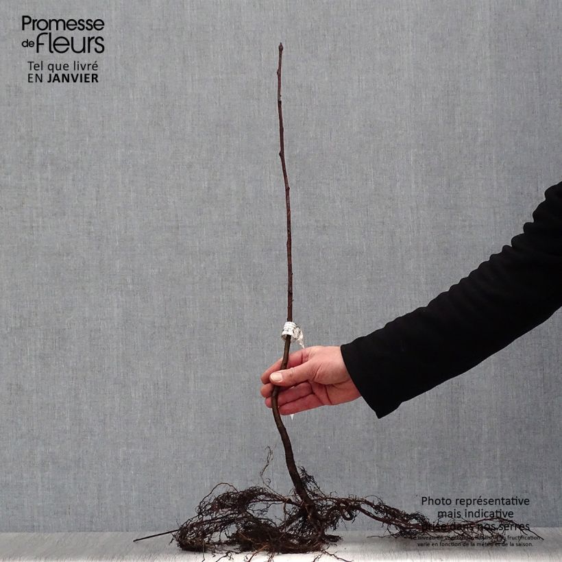 Exemplaar van Sorbus aucuparia - Wilde lijsterbes Naakte wortel zoals geleverd in de winter