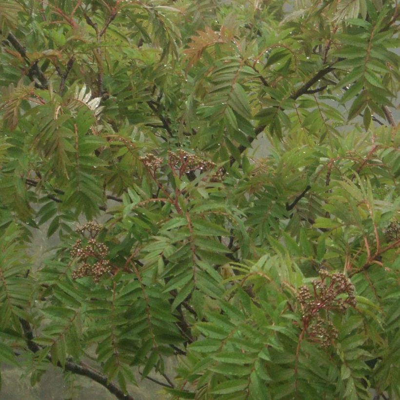 Sorbus randaiensis - Taiwanese berglijsterbes (Blad)