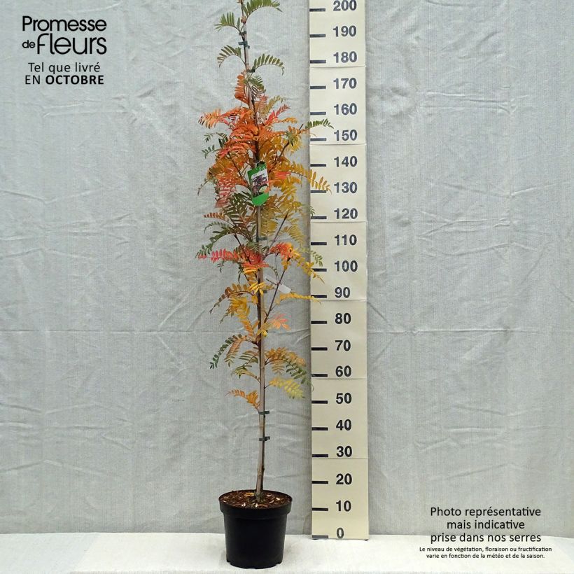 Exemplaar van Sorbus scalaris - Chinese lijsterbes Pot van 7,5 l/10 l zoals geleverd in de herfst