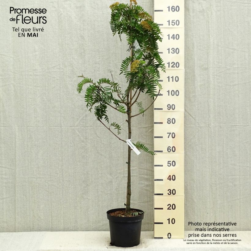 Example of Sorbus scalaris - Chinese lijsterbes Pot van 7,5 l/10 l as you get in printemps
