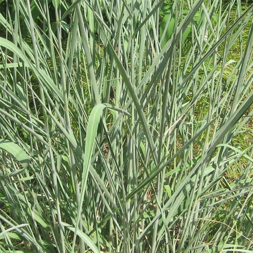 Sorghastrum nutans - Goudbaardgras (Foliage)