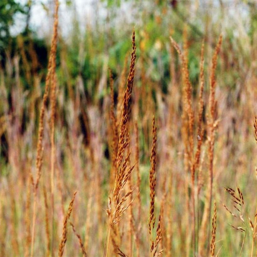 Sorghastrum nutans - Goudbaardgras (Flowering)