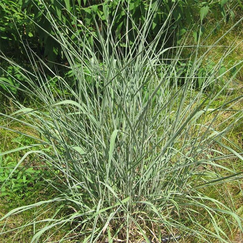 Sorghastrum nutans - Goudbaardgras (Plant habit)
