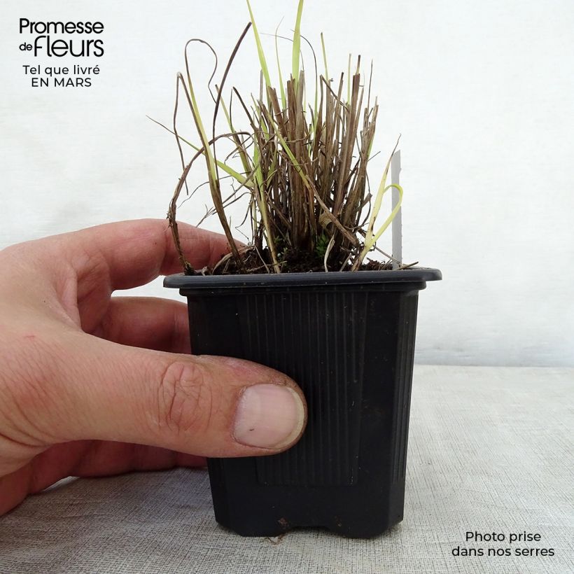 Example of Sorghastrum nutans - Goudbaardgras Kweekpotje van 8/9 cm as you get in printemps